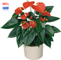 Anthurium