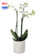 Orchidee